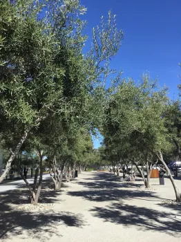 olives at apple