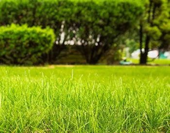grass