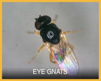 eye-knat-button