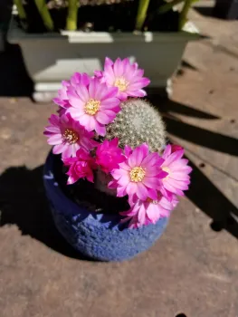 Rebutia Carnival