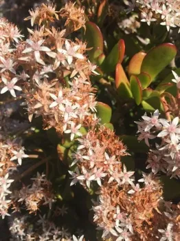 2nd plant id app