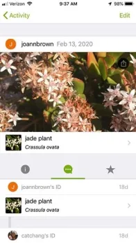 jade