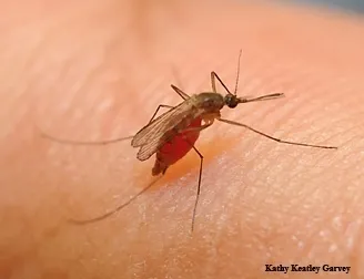 Can infected mosquitoes transmit the coronavirus? That's one of the questions to be asked at the UC Davis-based COVID-19 webinar on April 23. This mosquito is a Culex quinquefasciatus, also known as