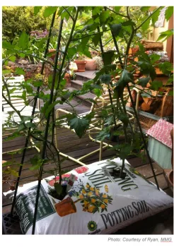 container garden