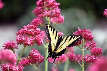 Yellow Swallowtail