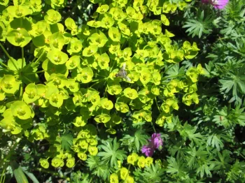 Euphorbia 
