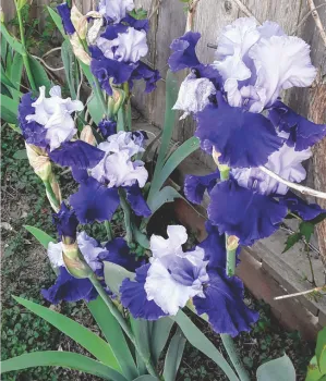 blue white