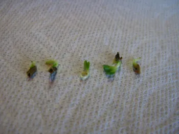 Seed starting 2.
