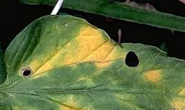 Fusarium Wilt