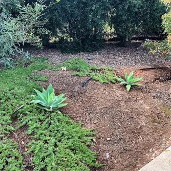 spaced agave