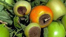 Blossom End Rot