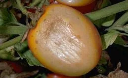 Sunburned tomato
