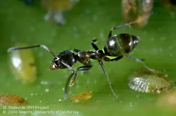 Argentine ant (click to enlarge)