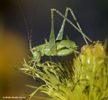 Katydid (click to enlarge)