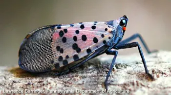 Spotted lanternfly (click to enlarge)