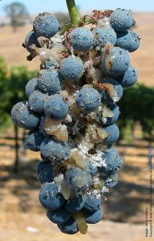 Vine mealy bug (click to enlarge)