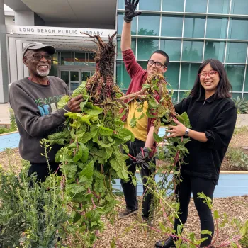 Three volunteers at a library garden holding up vegetable plants