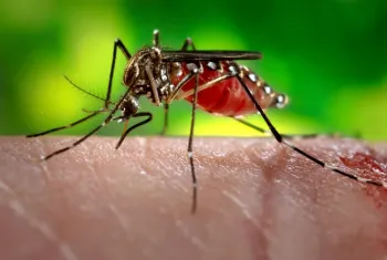 Zika mosquito. (Centers for Disease Control)