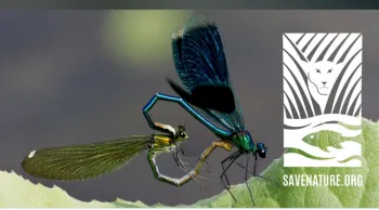 Dragonfly courtship and intimacy will be among insect behavior discussed during the Insect Palooza Happy Hour on June 25. (Photo courtesy of SaveNature.org)