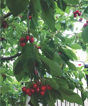 cherry tree