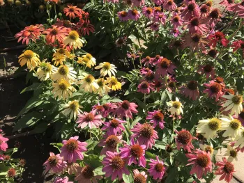 AAS flowers