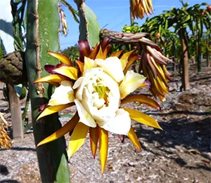 El-Grullo-plant-lrg