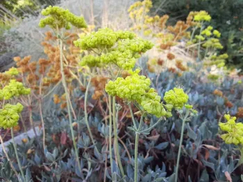 Buckwheat - E. umbellatum, Demonstration Garden, Laura Lukes