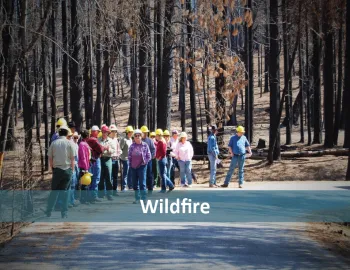 Wildfire