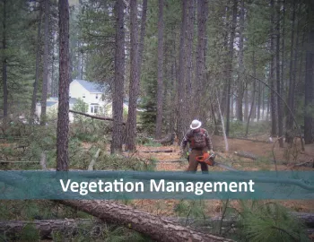 Vegetation
