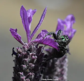 Jumping spider (click to enlarge)