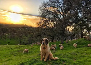 LGD with flock