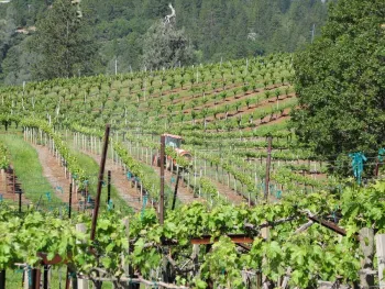 Vine Sprayer in Vineyard