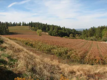 Fall Frost Damage