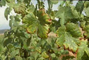 B deficiency in Merlot leaves