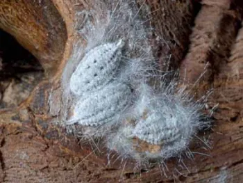 Gills mealybug crawlers