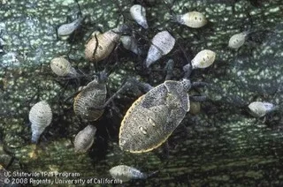 squash bugs