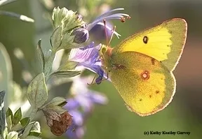 alfalfabutterfly