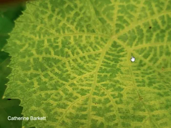 Veinal chlorosis (click to enlarge)