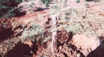 Phytophthora