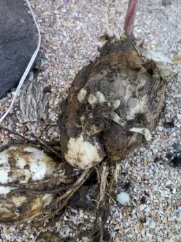bulb