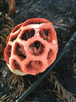 fungus 3