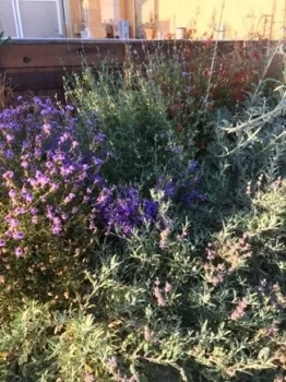 MB native plant garden