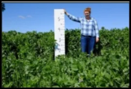 cover crop N