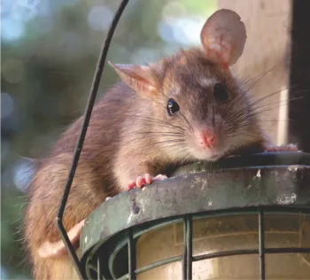 Roof rat