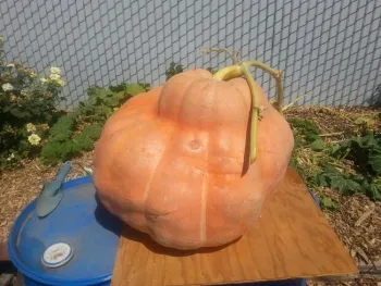 Feat2Pumpkins01