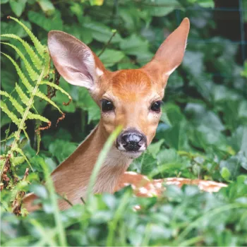deer