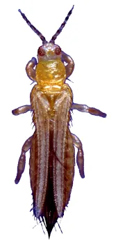 Thrips are tiny insects about the size of a pinhead.