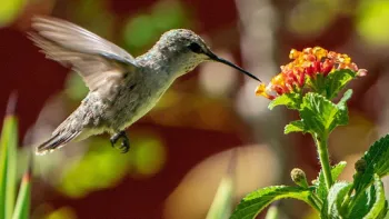 hummer