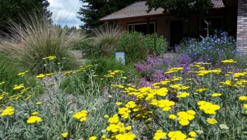 Cottage garden with Mediterranean plants, Eve Werner