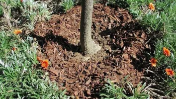 Keep mulch at least six inches away from trees, so that you’re able to see the “flare” at the base of the trunk. Credit: UC ANR